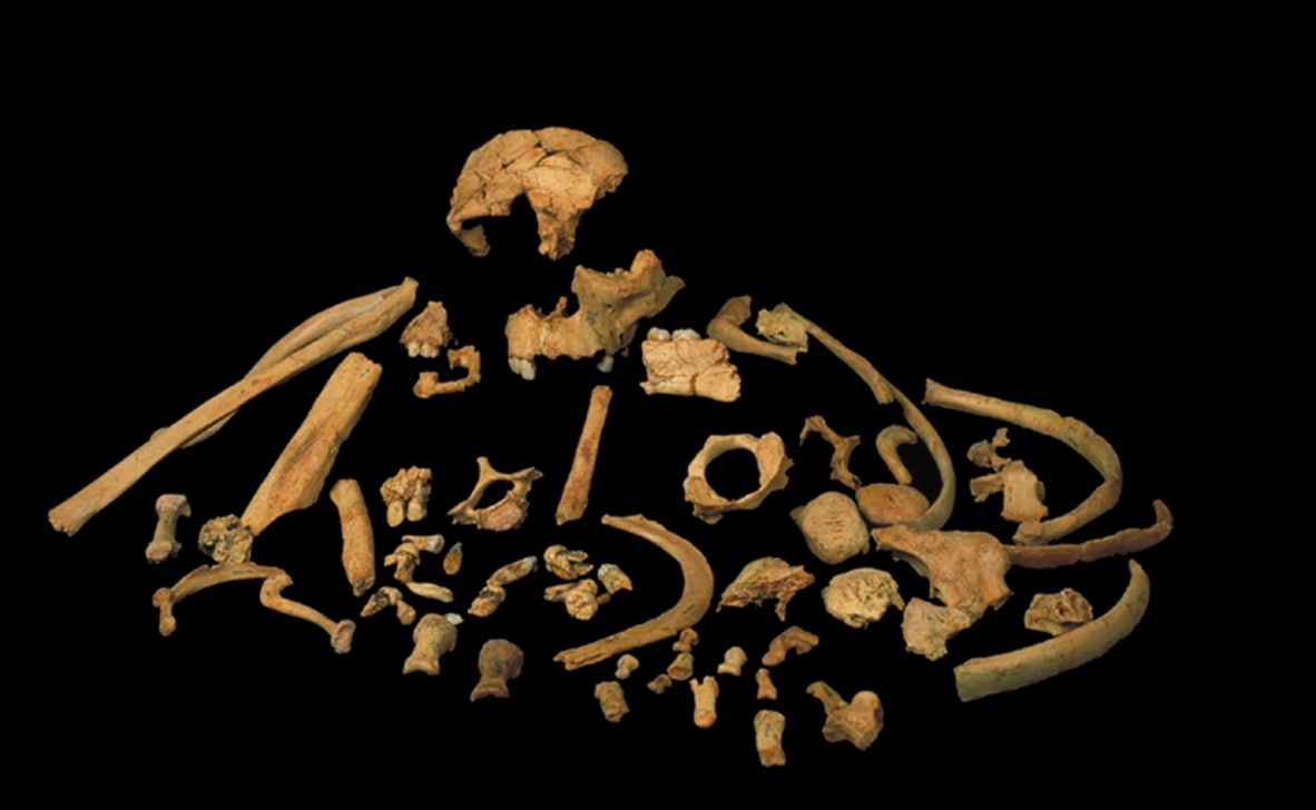 Skeletal remains of Homo antecessor. Credit: José María Bermúdez de Castro.
