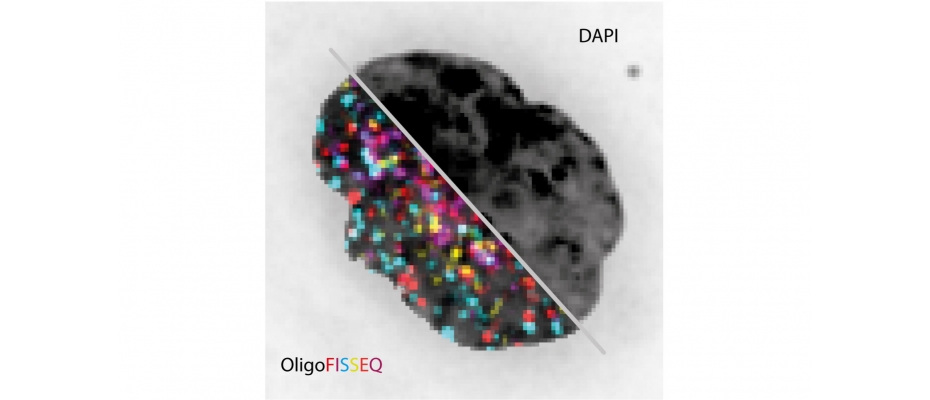 Cell nucleus visualised with DAPI (conventional fluorescence image) and the same nucleus visualized with OligoFISSEQ for a 129 different loci.